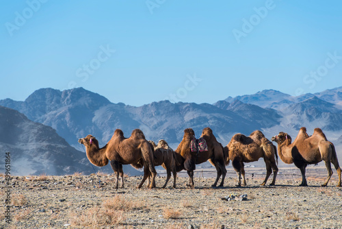 Mongolian camel's in the west of Mongolia photo