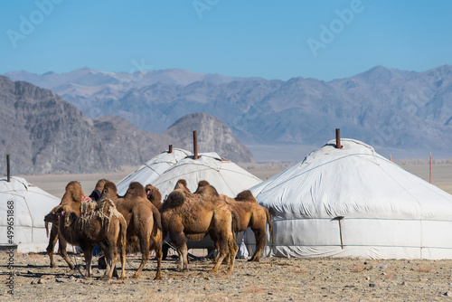 Camel's outside of Mongolian Ger's or Yurt's in the west of Mongolia photo