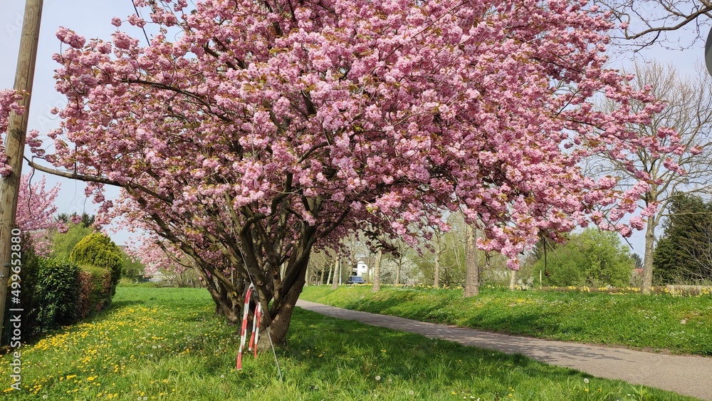 Fototapeta premium Karlsruhe Durlach Kleingärten, blühende Bäume
