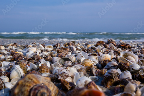 Lots of seashells on an empty beach