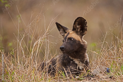 African Wild Dog (Lycaon pictus) 13855