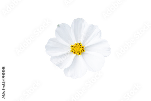 white chrysanthemum isolated on white background.