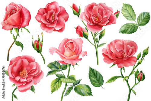 Fototapeta Naklejka Na Ścianę i Meble -  Set roses on isolated white background, watercolor clipart, hand drawing, botanical illustration