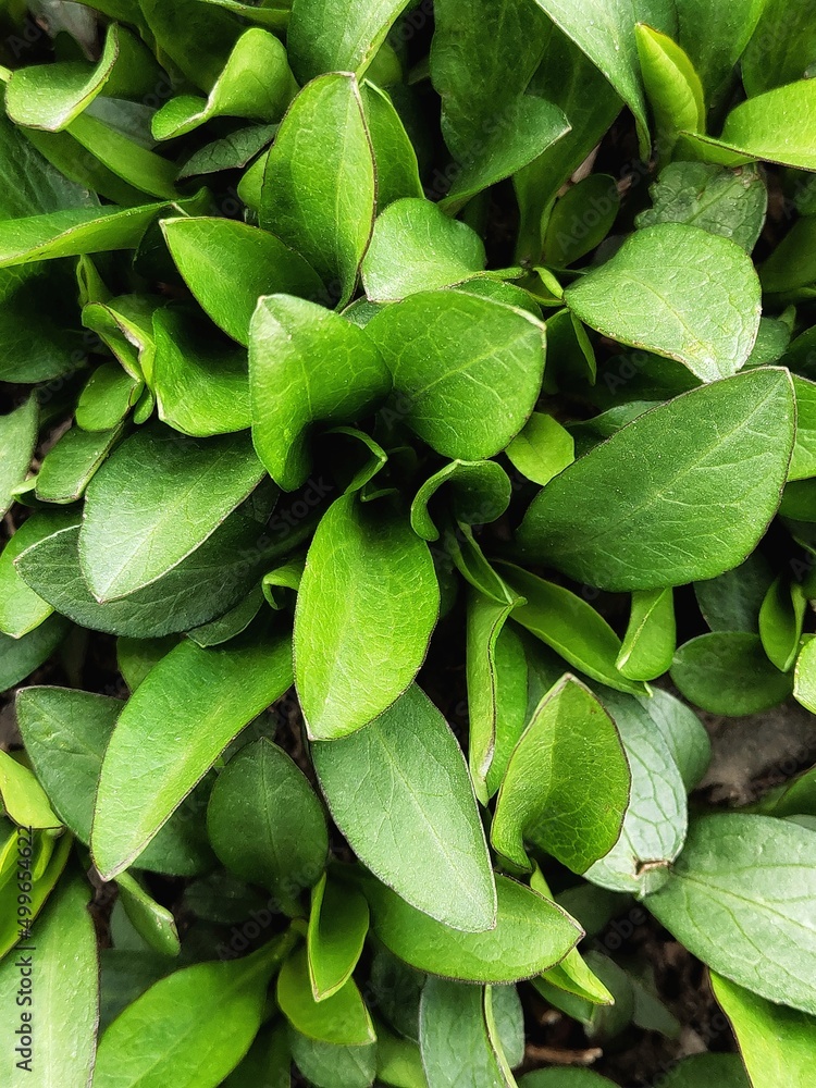 Fototapeta premium Green leaves background. Essential oil plants.