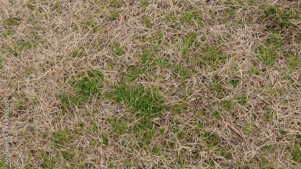 枯れ草と緑の芝生が入り混じった壁紙 枯れ草と緑の芝生が入り混じった壁紙