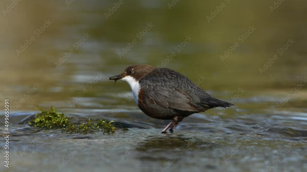 White-throated dipper looking for food in a small river White-throated dipper looking for food in a small river