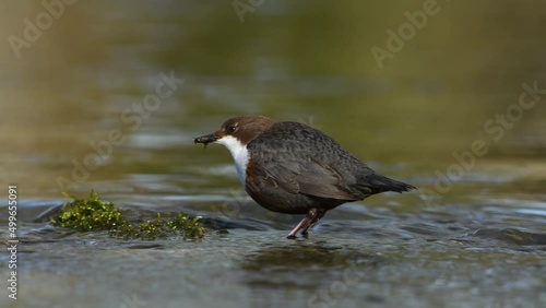 White-throated dipper looking for food in a small river