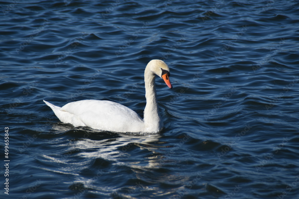 swan on the water swan on the water
