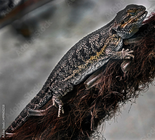 Bearded dragon on the branch. Latin name - Amphibolurus vitticeps