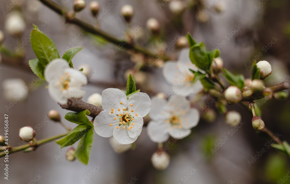 Cherry tree in blossom in spring garden. New season beginning. Cherry tree in blossom in spring garden. New season beginning.