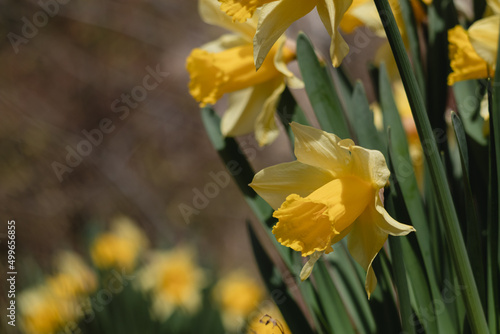 Flower bed with yellow daffodil or narcissus. photo