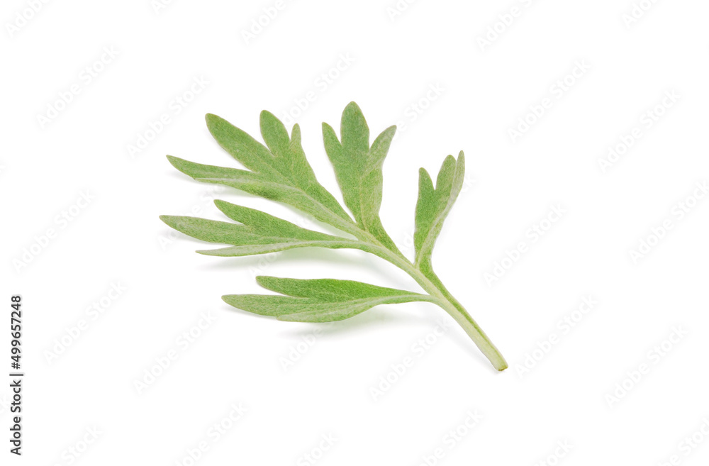 Artemisia absinthium, a leaf of fresh branches of wormwood plant close up isolated on white - obrazy, fototapety, plakaty 