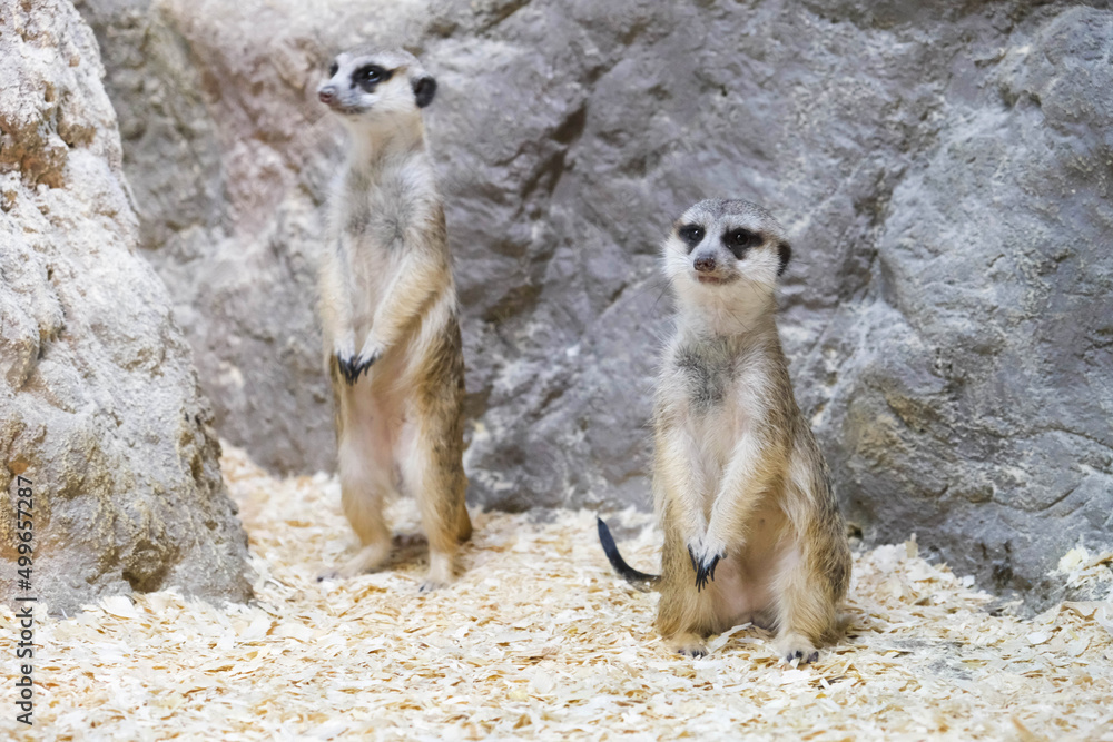 Fototapeta premium Two funny meerkats in the zoo