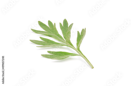 Obraz na plátně Artemisia absinthium, a leaf of fresh branches of wormwood plant close up isolat