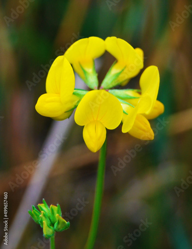 Medicago sativa, a flower of Falcata yellow Alfalfa, Lotus Uliginosus photo