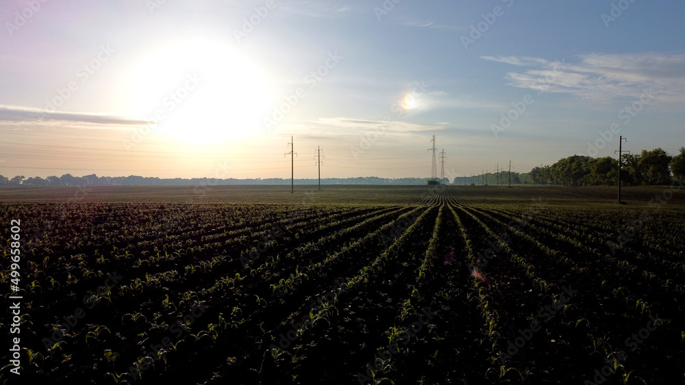 Aerial drone view flight over plowed field with young corn sprouts at dawn sunset. Black earth. Agriculture, agricultural activities. Rural country landscape. Agronomy, farming, countryside background