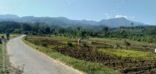 Fotografie ricefield in the morning