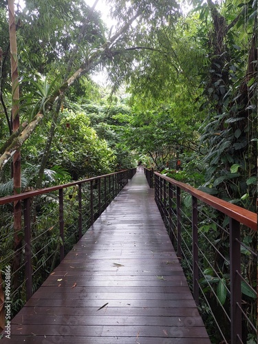 Bridge in the rain forest in Costa Rica 