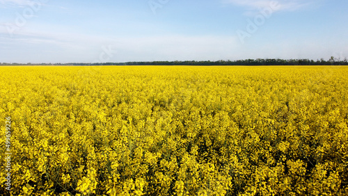 Aerial drone view flight. Flying over the rapeseed field during rapeseed flowers blooming on sunny day. Blooming rapeseed field close-up. Agriculture, agronomy, farming, husbandry, rual, country.