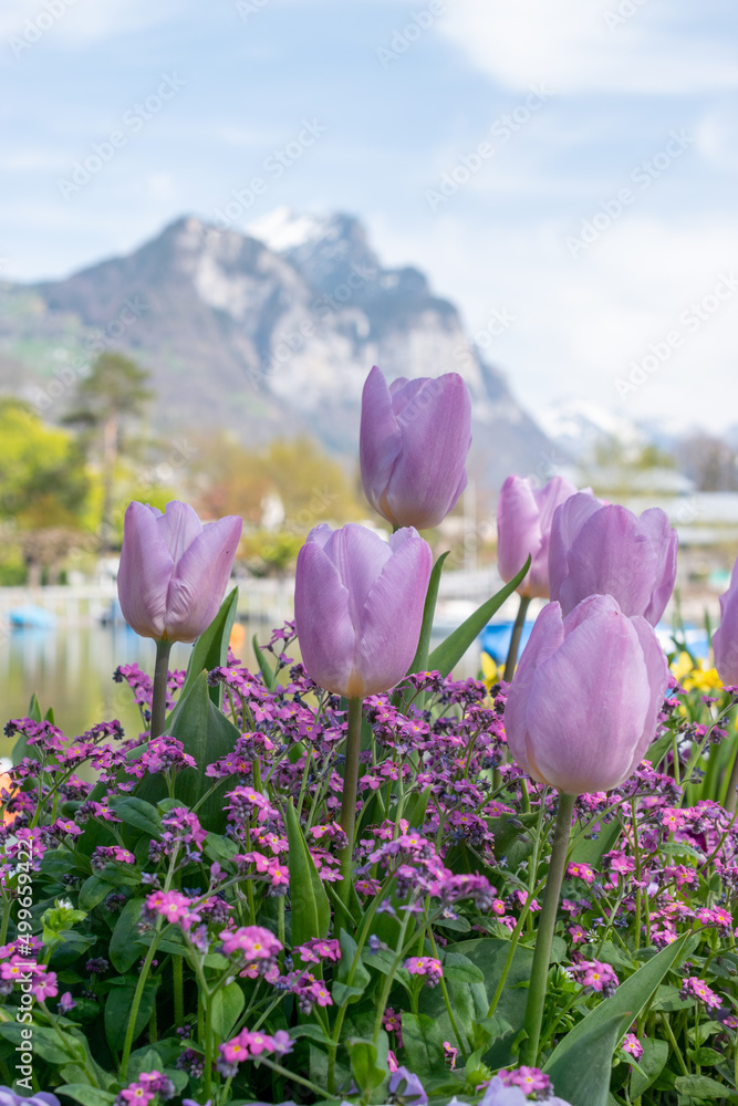 Obraz premium Lila tulip flower blossoms in a park in Weesen in Switzerland