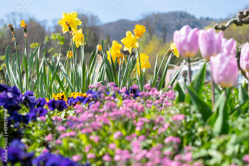 Fototapeta Naklejka Na Ścianę i Meble -  Colorful flowers in a park in Weesen in Switzerland