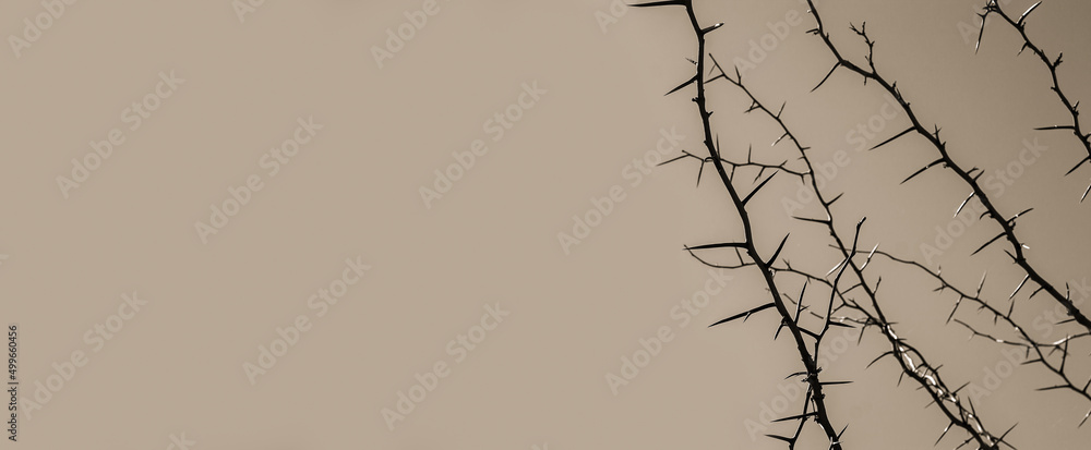 Φωτογραφία Art banner of thorny acacia branch with thorns