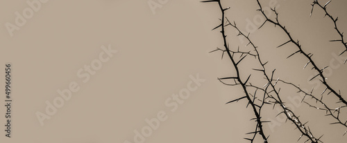 Art banner of thorny acacia branch with thorns