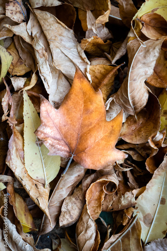 yellow leaf on autumn leaves