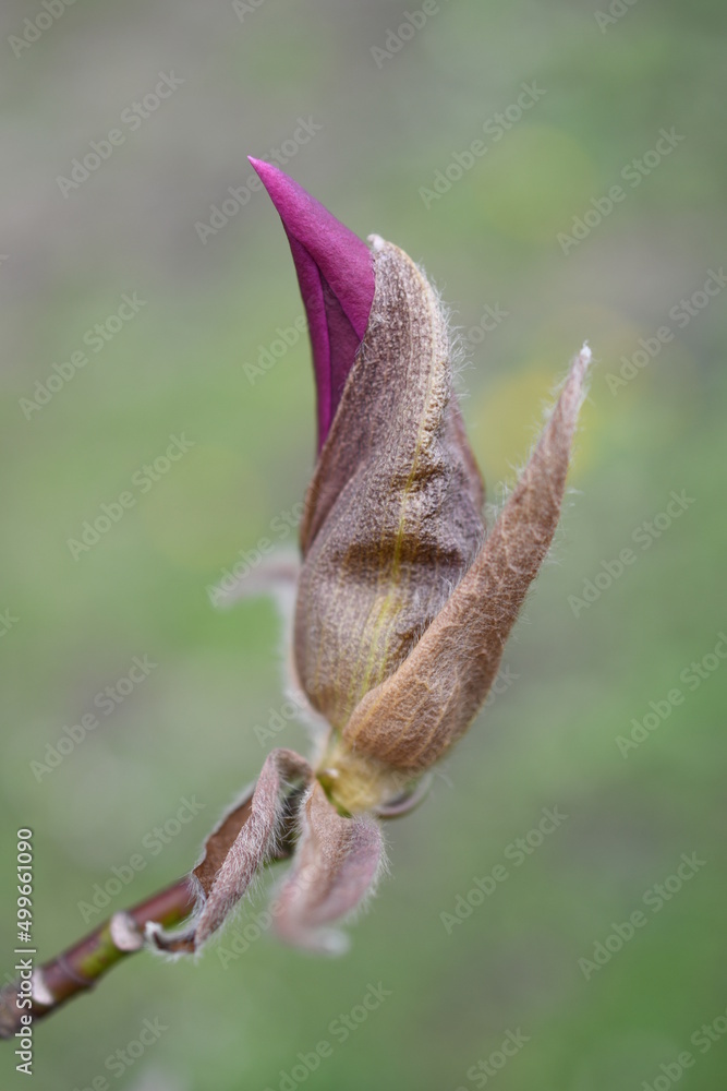 Fototapeta premium Magnolia