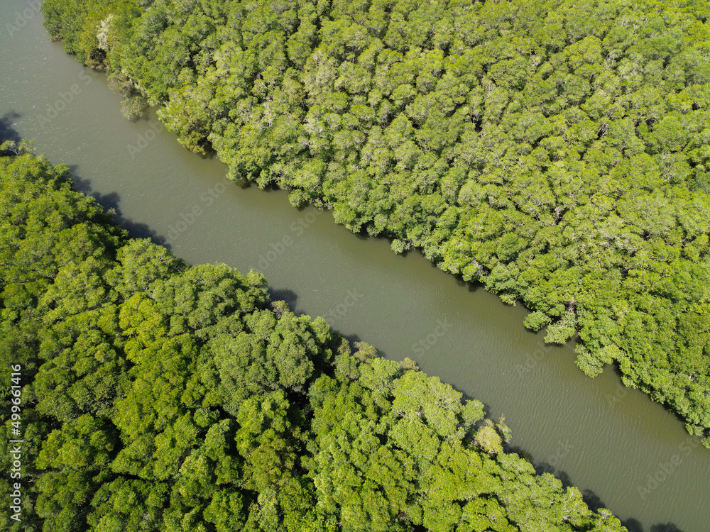 Mangrove forest in Central America