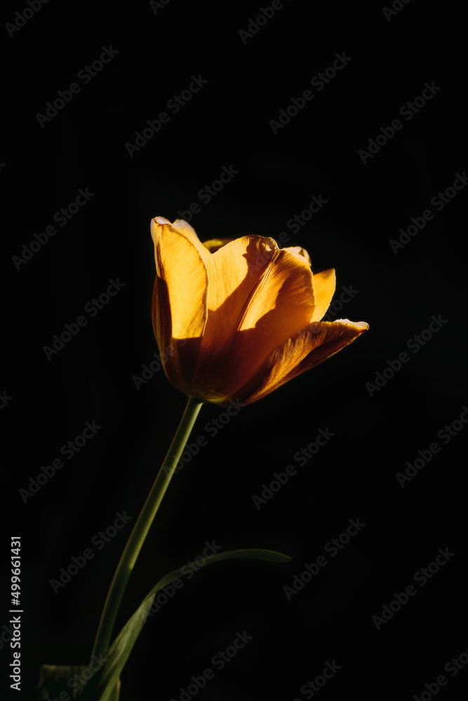 Yellow tulip on black background. - obrazy, fototapety, plakaty 