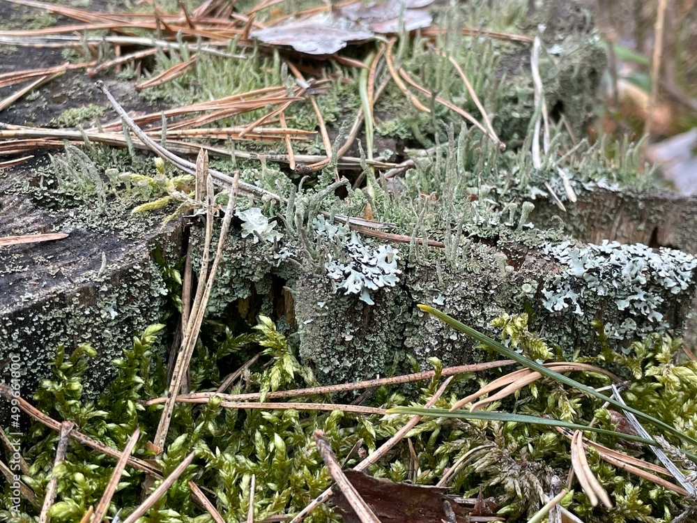 Obraz premium forest in spring