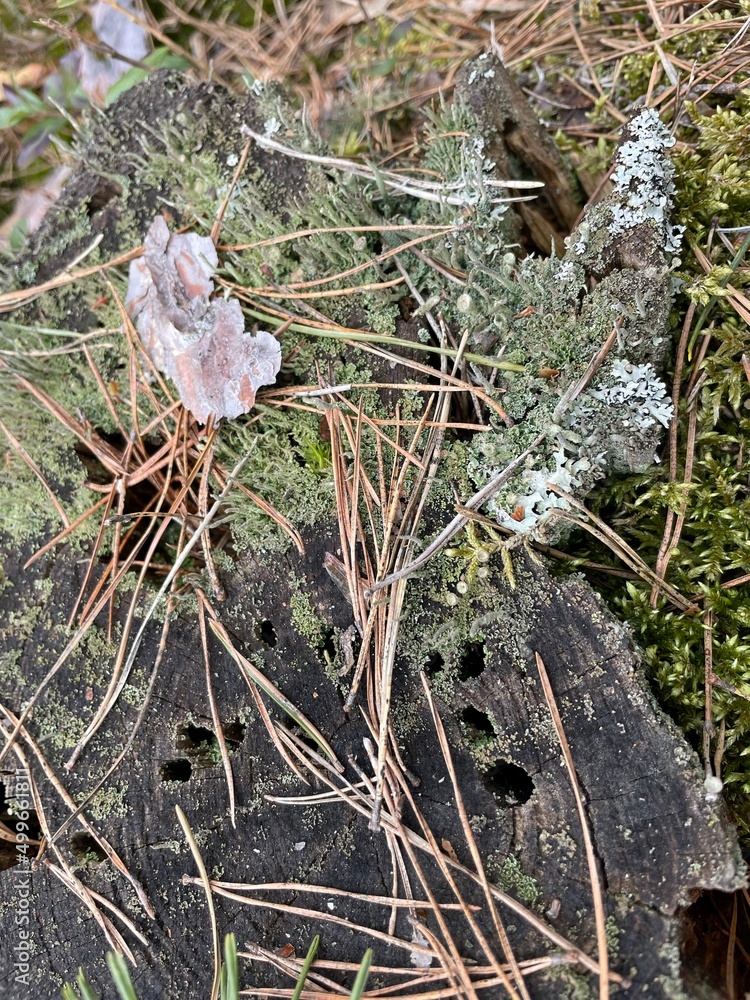 Fototapeta premium frost on the leaf