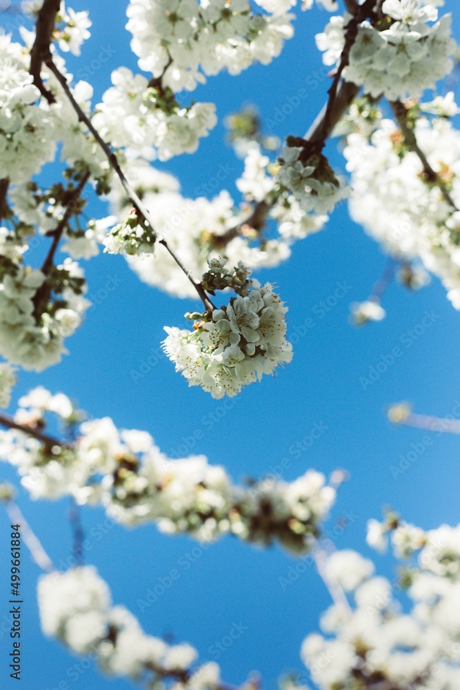 Flores de manzano en primavera Flores de manzano en primavera