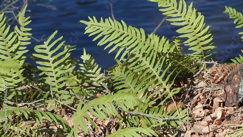 Green common polypody (Polypodium vulgare) plants in forest. April, Belarus photo