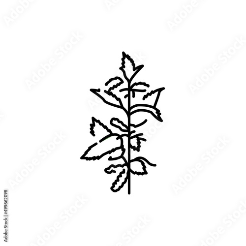 Nettle plant color line icon. Pictogram for web page