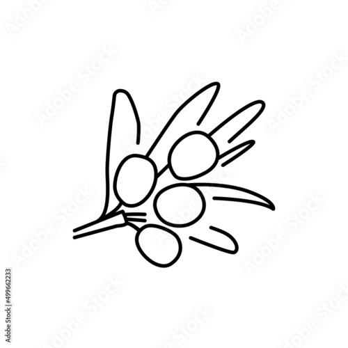 Sea buckthorn plant color line icon. Pictogram for web page