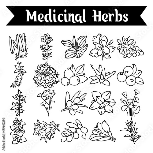 Medicinal herbs and plants line icons set. Isolated vector element.