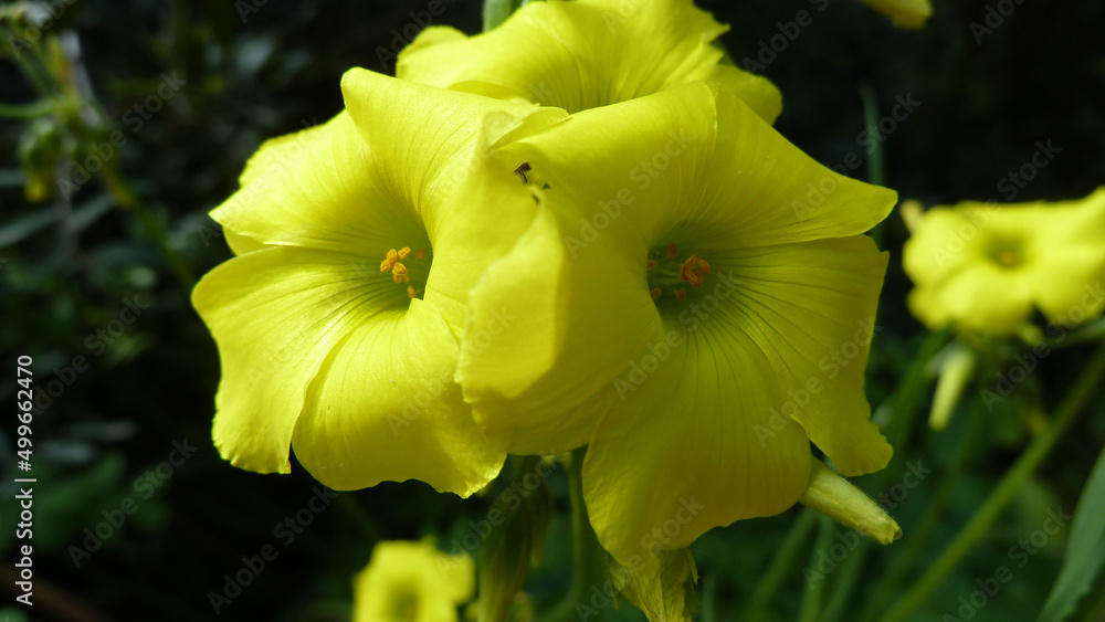 Piante e fiori selvatici Piante e fiori selvatici