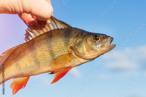 Fototapeta Naklejka Na Ścianę i Meble -  Live perch fish against the blue sky. Fishing concept
