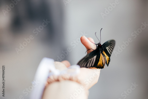 beautiful butterfly fluttering on the hand