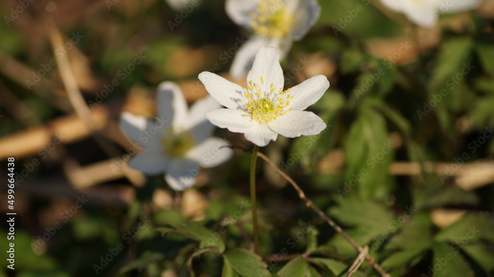 spring buds of plants and flowers by the lake on a spring evening in the city of Germany spring buds of plants and flowers by the lake on a spring evening in the city of Germany