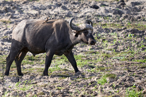 Wildlife in Tarengire National Park  Tanzania