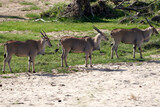 Wildlife in Tarengire National Park, Tanzania