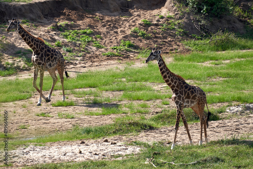Photography Wildlife in Tarengire National Park, Tanzania