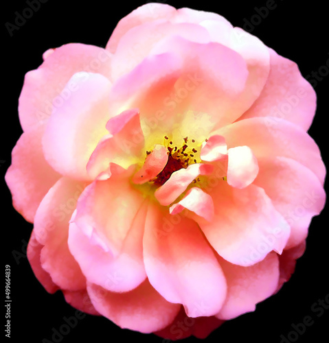 Watercolor pink  rose flower  isolated on black background. Closeup. For design. Nature.
