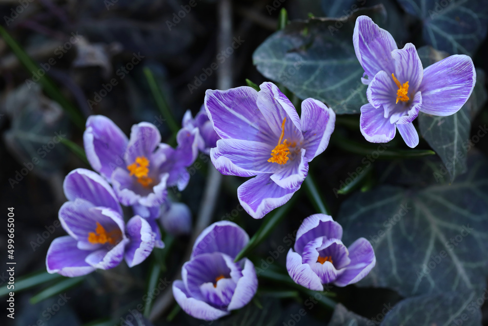 Fototapeta premium spring crocus flowers