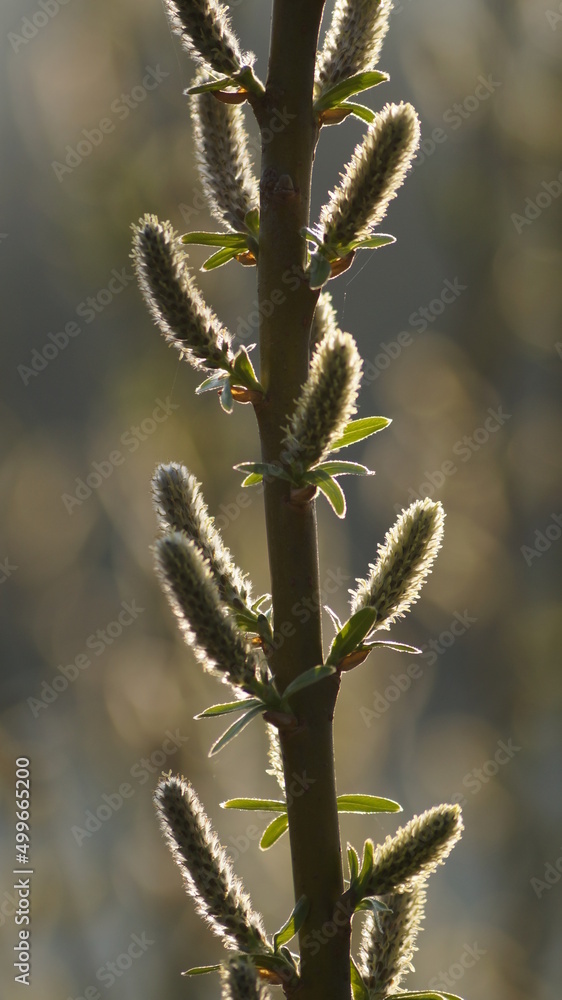 spring buds of plants and flowers by the lake on a spring evening in the city of Germany spring buds of plants and flowers by the lake on a spring evening in the city of Germany