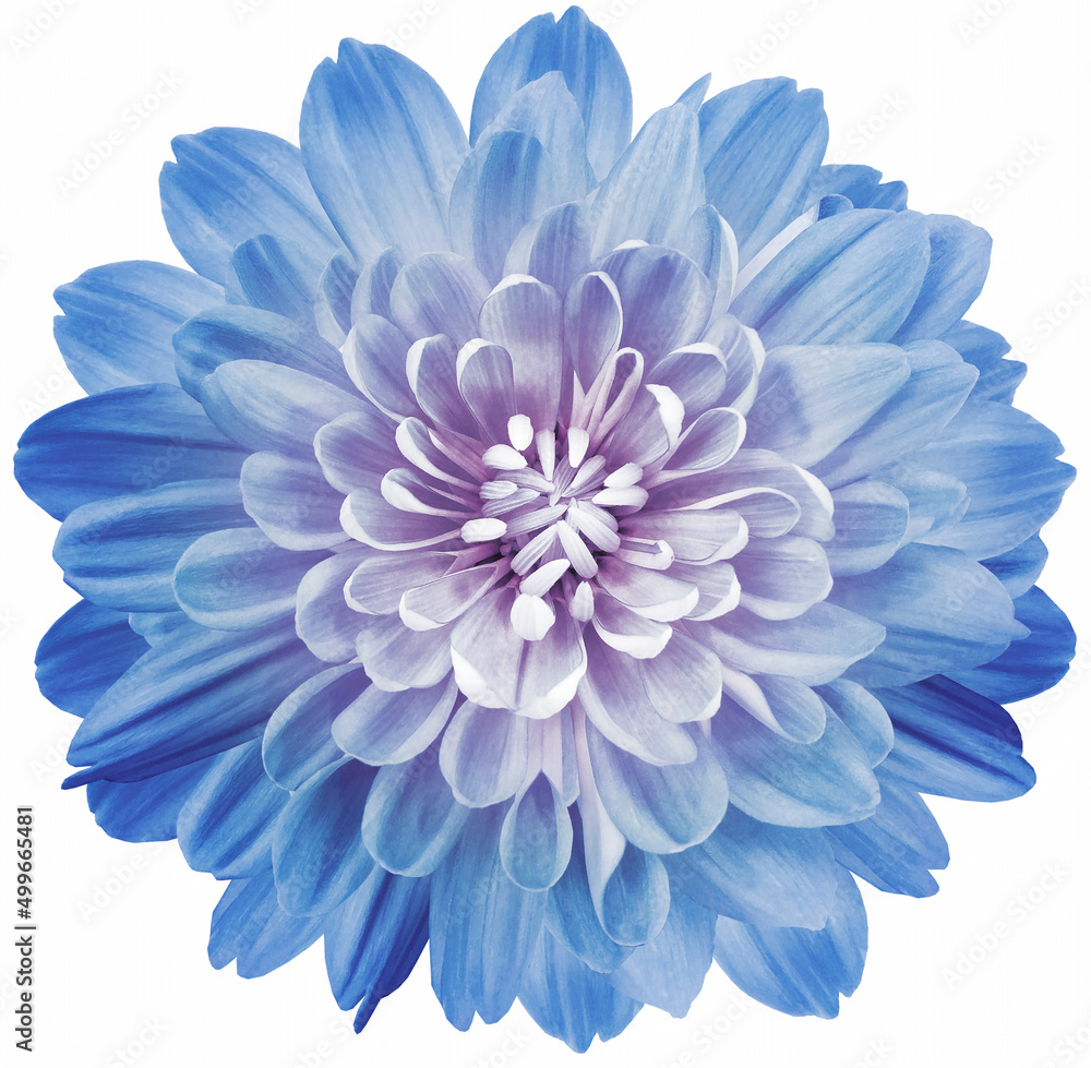 Light blue chrysanthemum flower  isolated on a white background with clipping path. Close-up. Flowers on the stem. Nature.