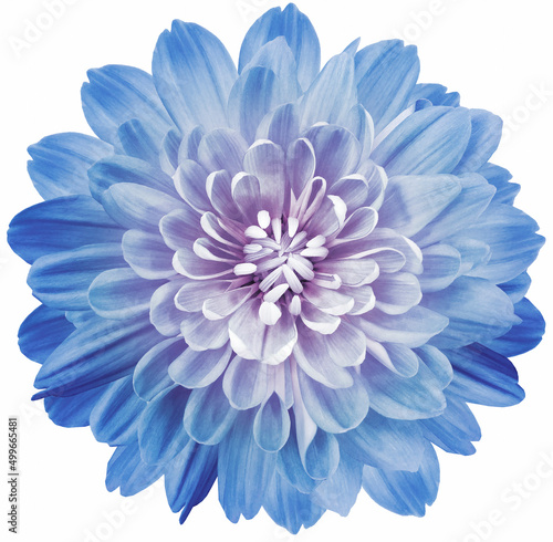 Canvastavla Light blue chrysanthemum flower  isolated on a white background with clipping path